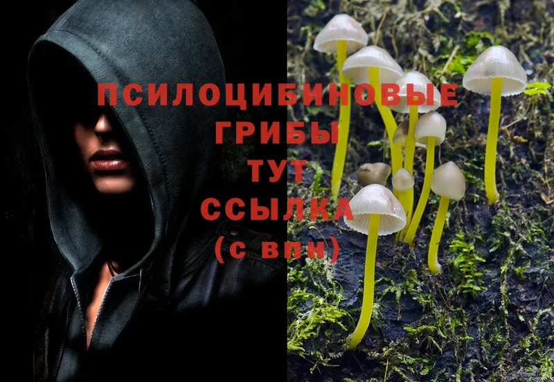 Псилоцибиновые грибы Psilocybe  блэк спрут онион  Дно 